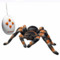 RC Tarantula