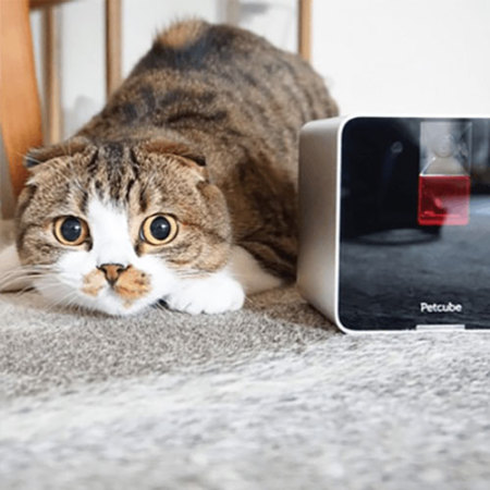 Caméra Petcube Intéractive Wi-Fi Streaming pour Animaux