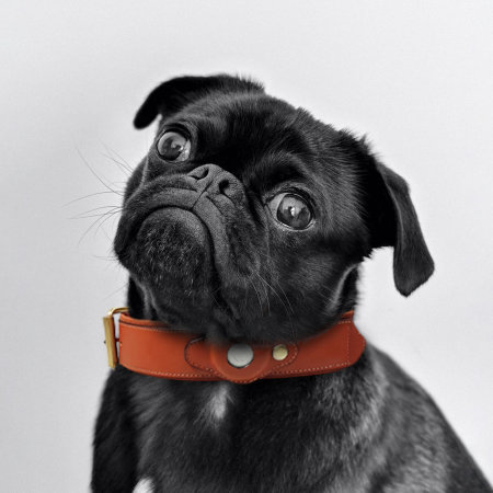 Olixar Genuine Leather Apple AirTags Dog Collar - Small - Brown