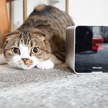 Cámara Wi-Fi para vigilar mascotas Petcube interactiva 