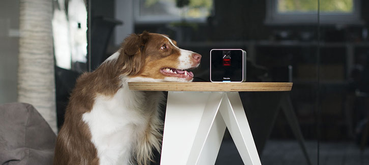 Cámara Wi-Fi para vigilar mascotas Petcube interactiva 