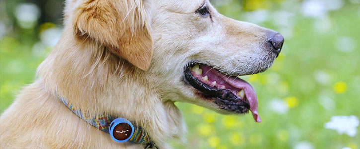 PitPat Wearable Activity Monitor for Dogs
