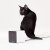 Cámara Wi-Fi para vigilar mascotas Petcube interactiva  11