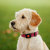 PitPat Wearable Activity Monitor for Dogs 2