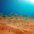 PolarPro GoPro Underwater Filter 3 Pack 3