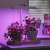 Auraglow LED Indoor Hydroponic Plant & Herb Kitchen Grow Light - White 6