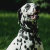 Olixar Black Waterproof Pet Collar Case - For Samsung Galaxy SmartTag2 2