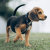 Olixar Black Waterproof Pet Collar Case - For Samsung Galaxy SmartTag2 4
